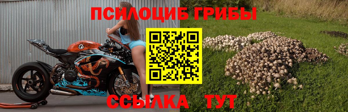 Псилоцибиновые грибы Psilocybine cubensis  Вход с VPN  Новозыбков 