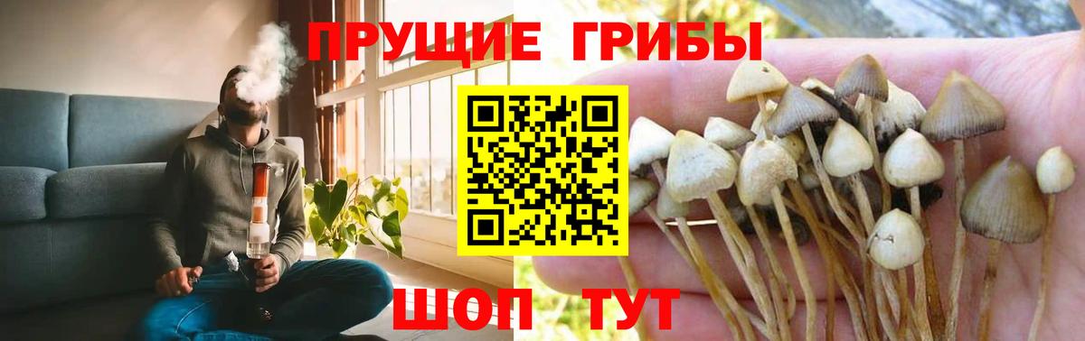 Псилоцибиновые грибы Psilocybine cubensis Новозыбков